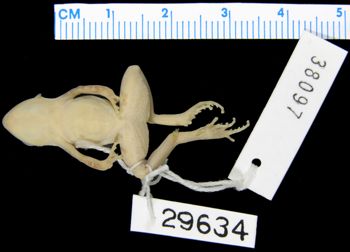 Media type: image; Herpetology A-29634